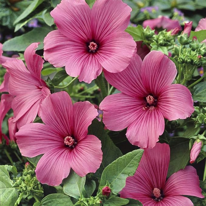rose mallow flower seeds