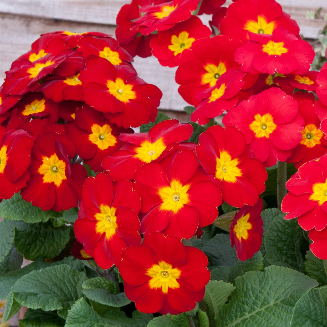 Red Polyanthus Crescendo Flower Seeds – Heirloom, Non-GMO, High Germination Organic Garden Seeds for Planting