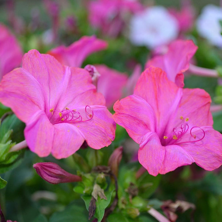 Semillas de Flor Mutisia Ilicifolia Rosa - Variedad Tradicional, No Modificadas Genéticamente, Semillas Orgánicas de Jardín de Alta Germinación para Sembrar