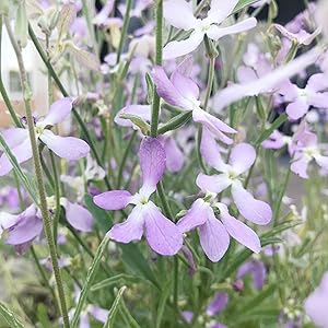 mathiola flower flower seeds