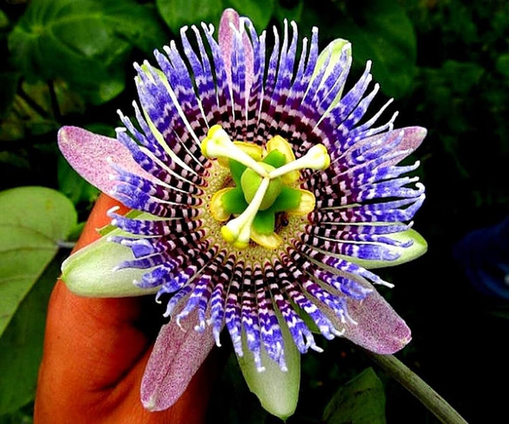 Granadilla Flower Seeds – Heirloom, Non-GMO, High Germination Seeds