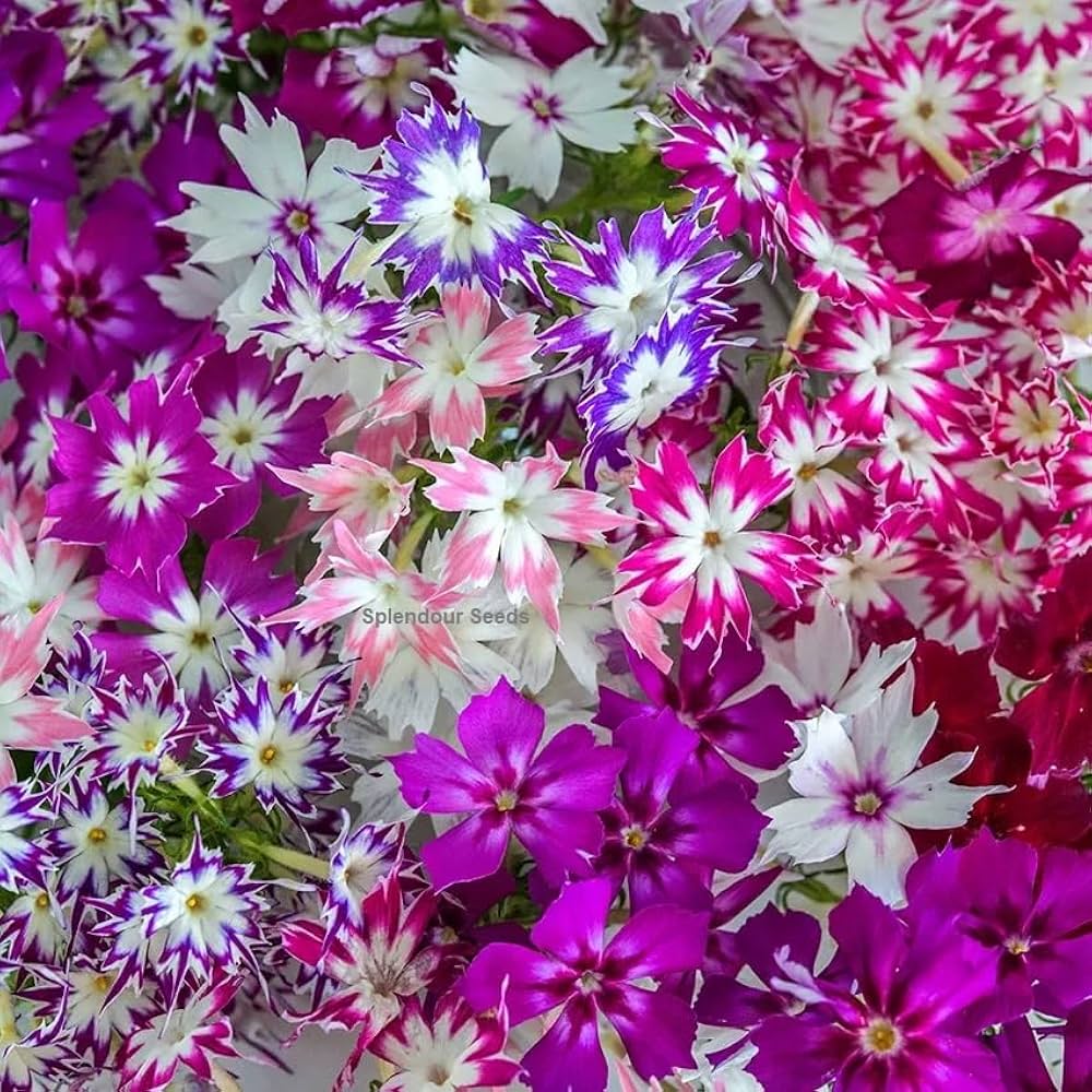 pink mixed flower seeds