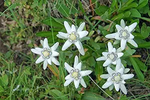 edelweiss leontopodium flower seeds