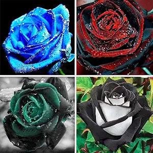 red blue flower seeds