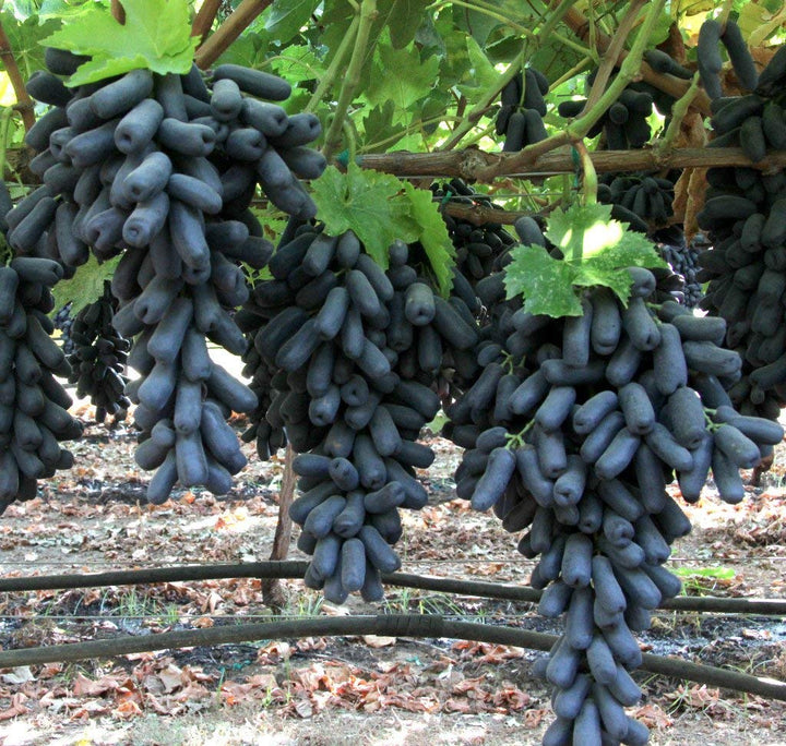 finger grape flower seeds