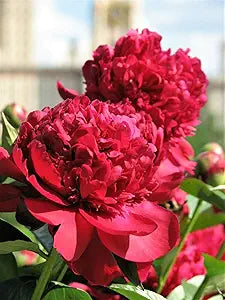 chinese peony flower seeds