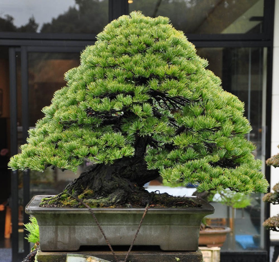 bonsai pine flower seeds
