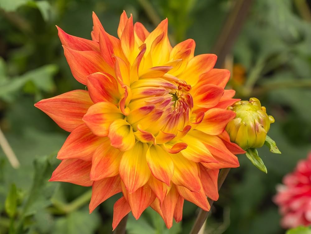 dahlia dahlia flower seeds