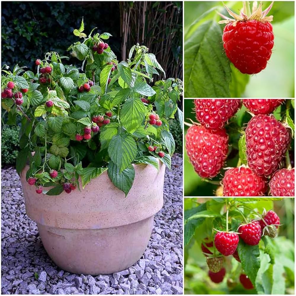 zenith raspberry flower seeds