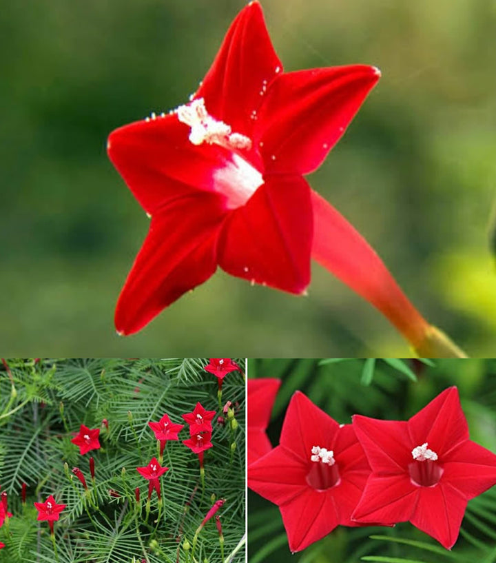Red Eccremocarpus Flower Seeds – Heirloom Non-GMO High Germination Seeds