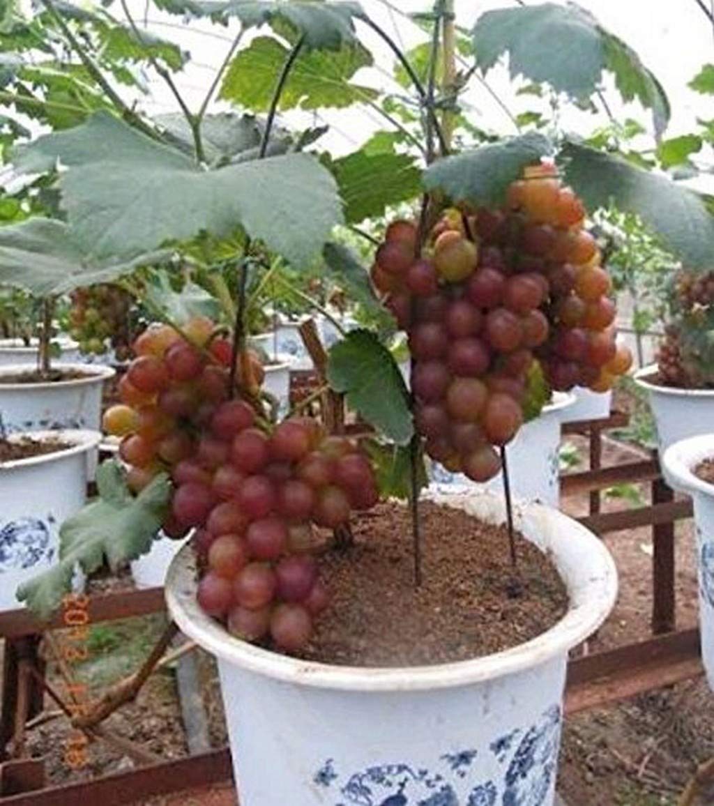 miniature grape flower seeds