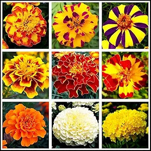 mixed marigold flower seeds