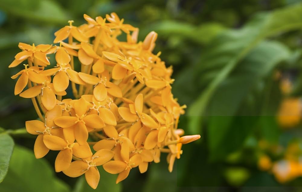 Ixora Flower Seeds Yellow – Heirloom Non-GMO High Germination Organic Garden Seeds