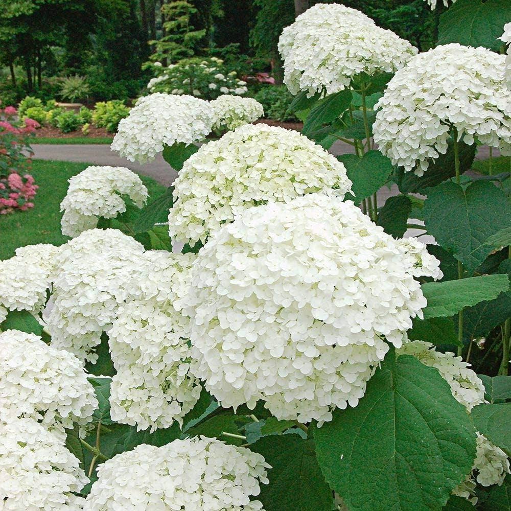 Hydrangea Flower Seeds White – Heirloom, Non-GMO, High Germination Seeds