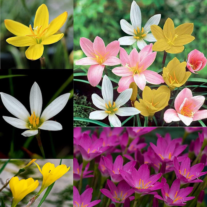 Mixed Kaffir Lily Flower Seeds – Heirloom, Non-GMO, High Germination Seeds