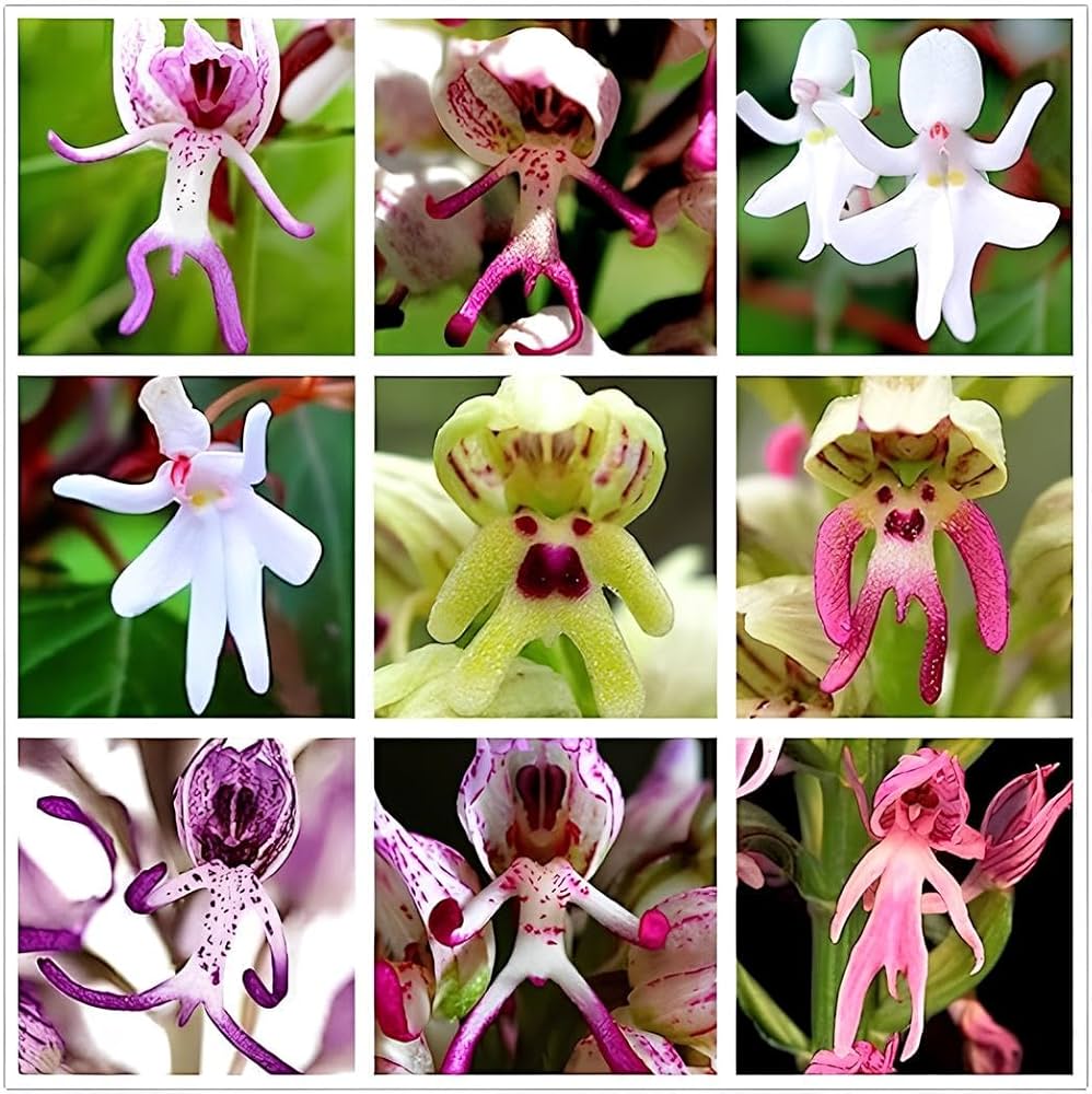 Mixed Monkey face Orchid Flower Seeds – Heirloom, Non-GMO, High Germination Seeds