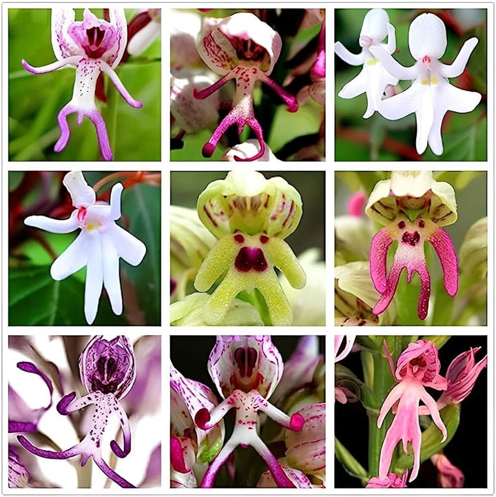 Mixed Monkey face Orchid Flower Seeds – Heirloom, Non-GMO, High Germination Seeds