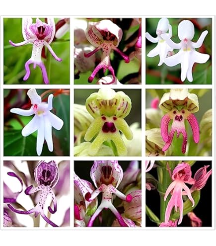 Mixed Naked Man Orchid Flower Seeds – Heirloom, Non-GMO, High Germination Seeds
