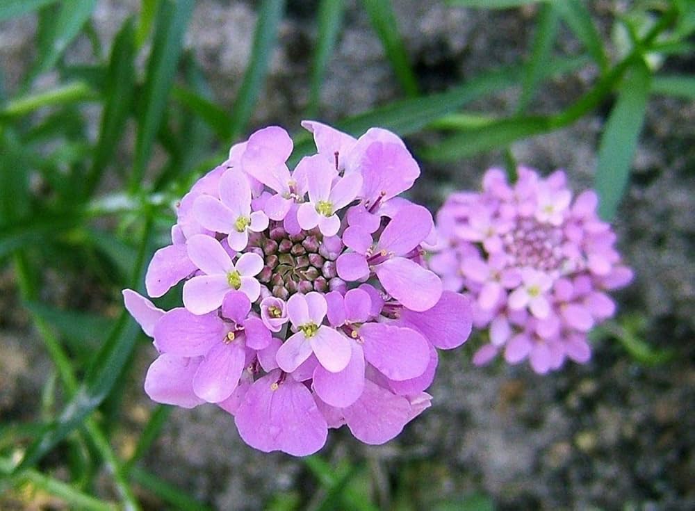 candytuft iberis flower seeds