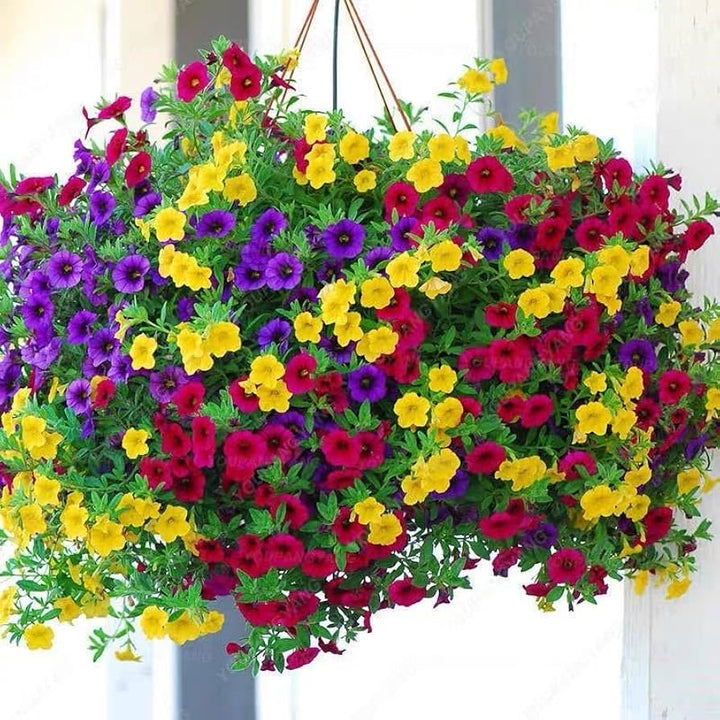 Mixed Dendrobium Flower Seeds – Heirloom, Non-GMO, High Germination Seeds