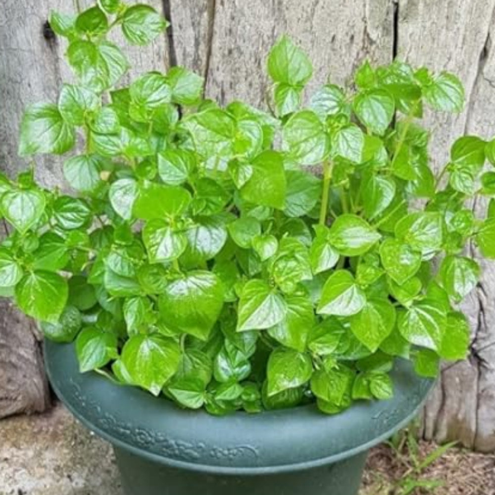 premna serratifolia flower seeds