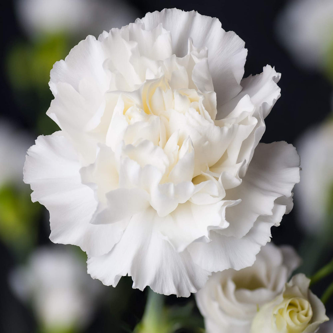 white carnation flower seeds