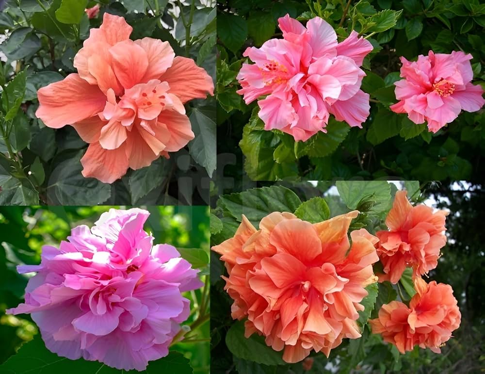 Mixed Double Hibiscus Flower Seeds – Heirloom Non-GMO High Germination Seeds