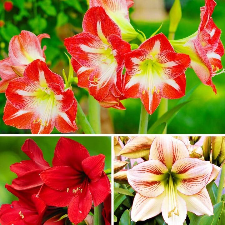 Amaryllis Flower Seeds Perennial – Heirloom Non-GMO High Germination Organic Seeds