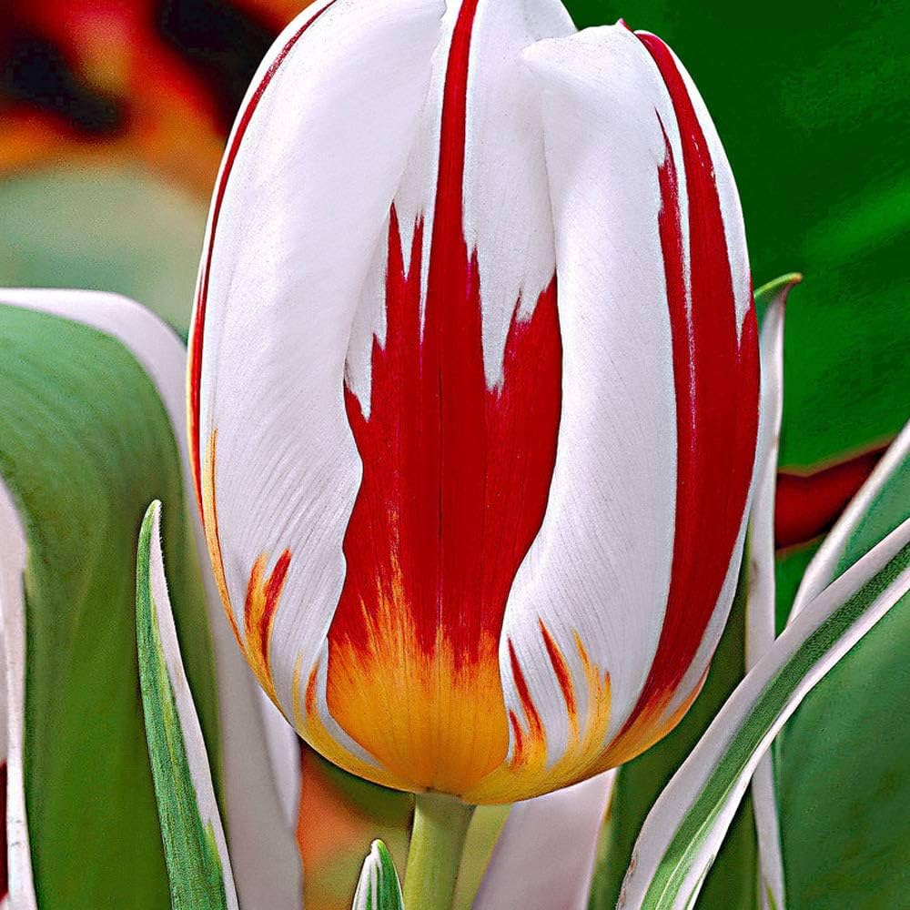 tulip tulipa flower seeds