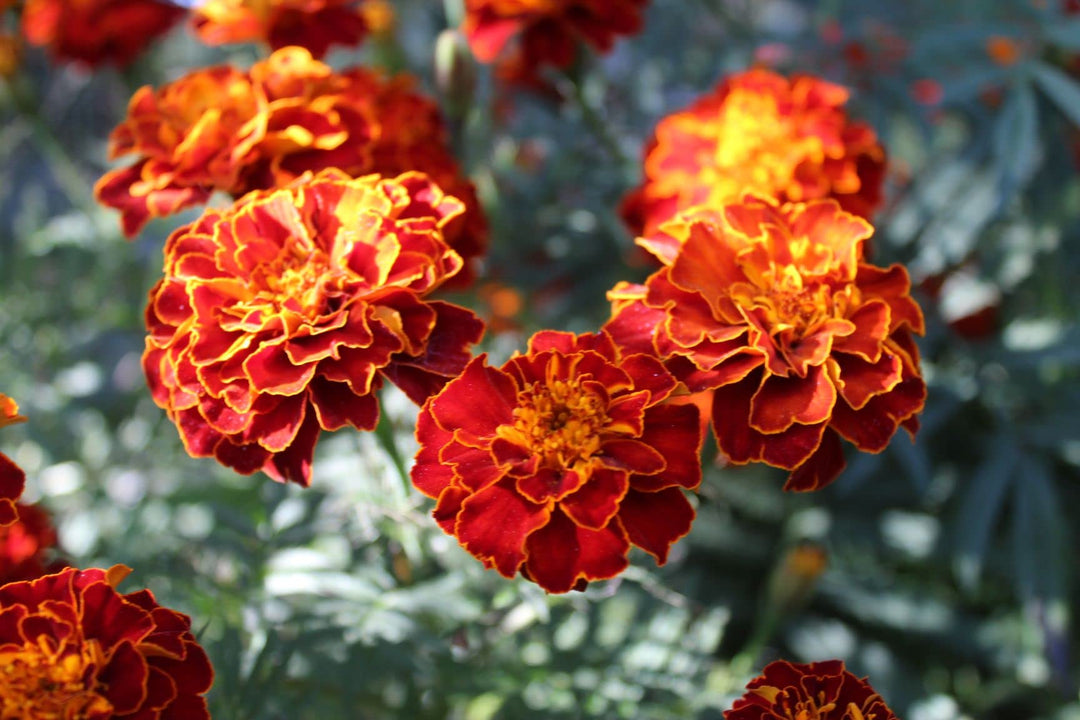 harlequin marigold flower seeds