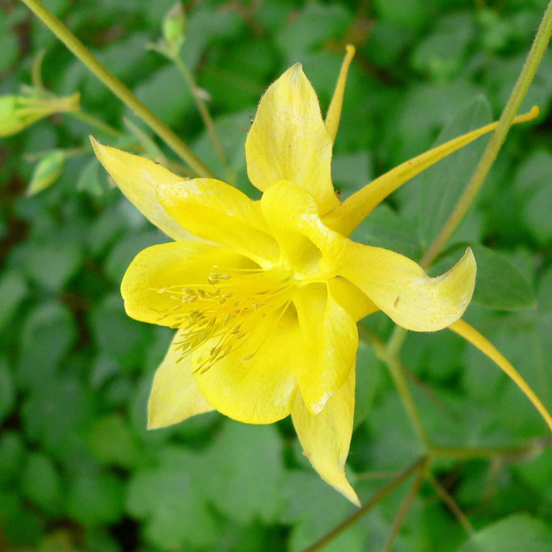 yellow yellow flower seeds