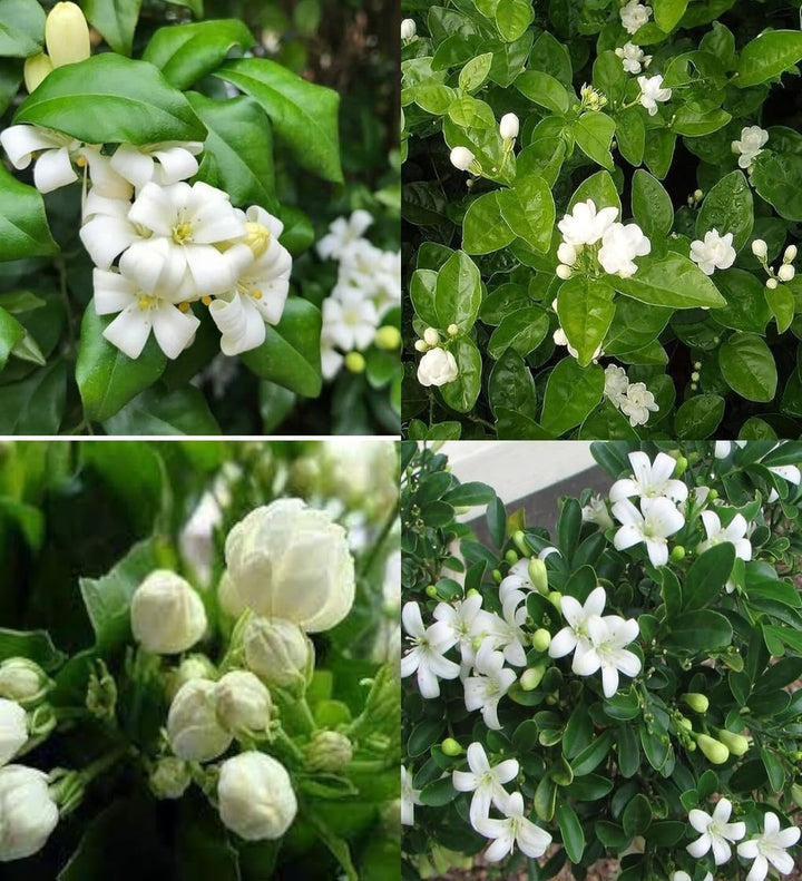 Jasmine Flower Seeds – Heirloom, Non-GMO, High Germination Seeds for Planting