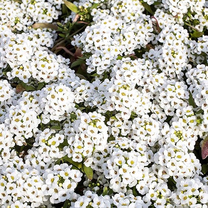 alyssum lobularia flower seeds