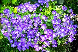 campanula bellflower flower seeds