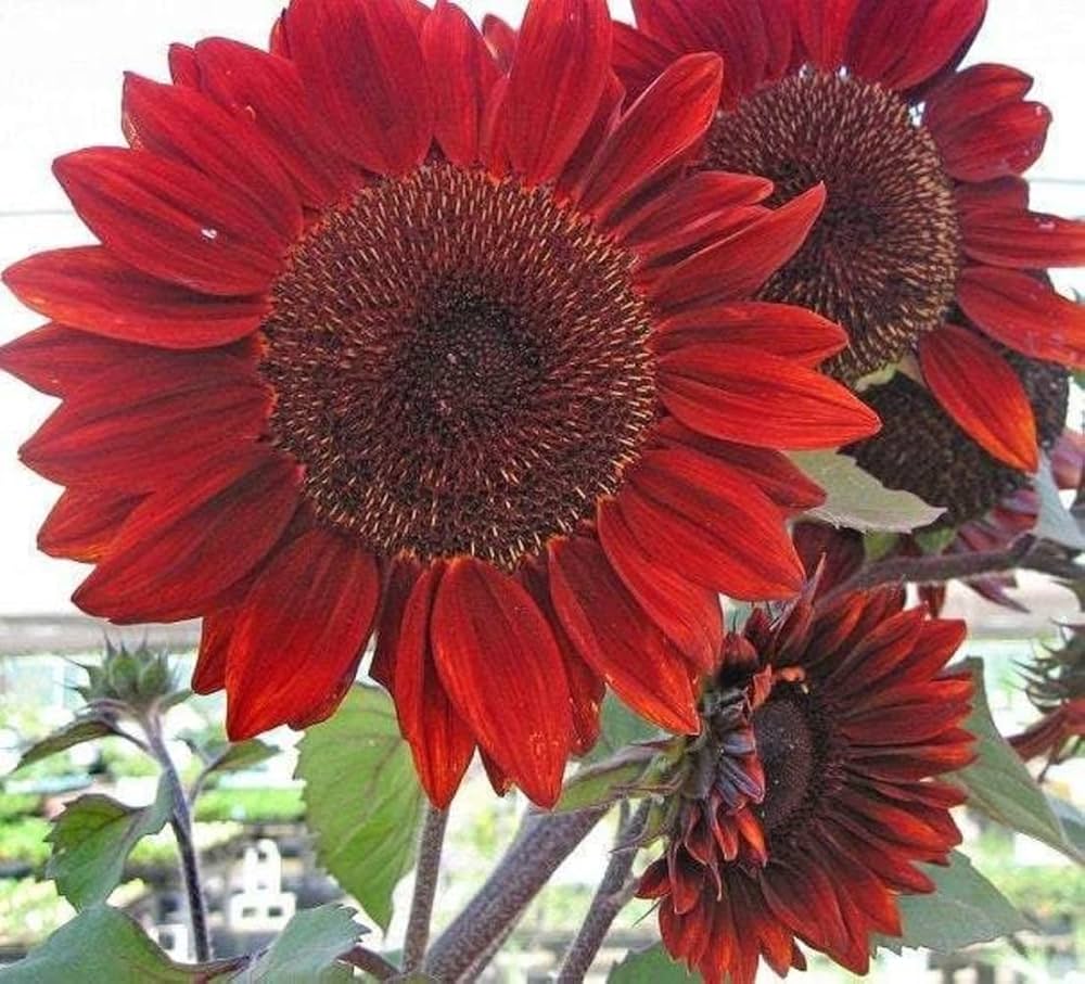 sunflower velvet flower seeds