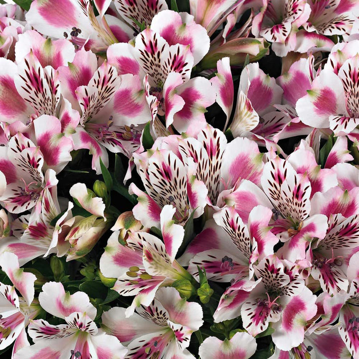 White Pink Alstroemeria Flower Seeds Heirloom Non-GMO High Germination Organic Garden Seeds for Planting