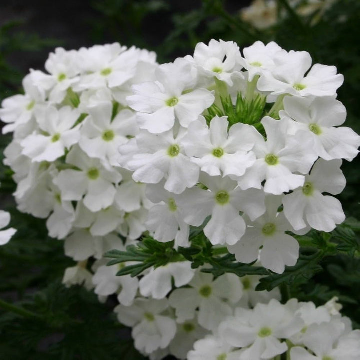 verbena hybrida flower seeds