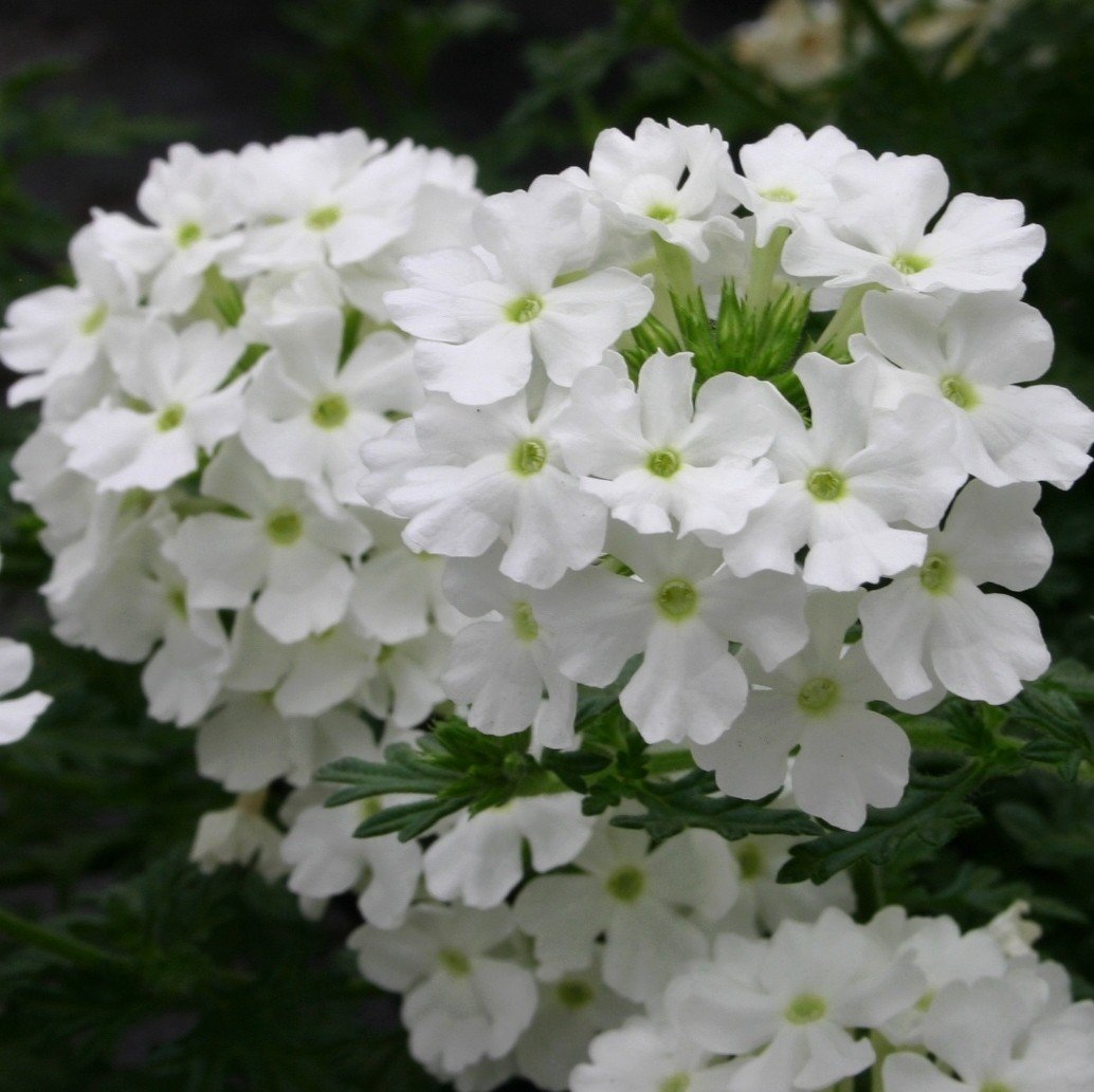 white vervain flower seeds
