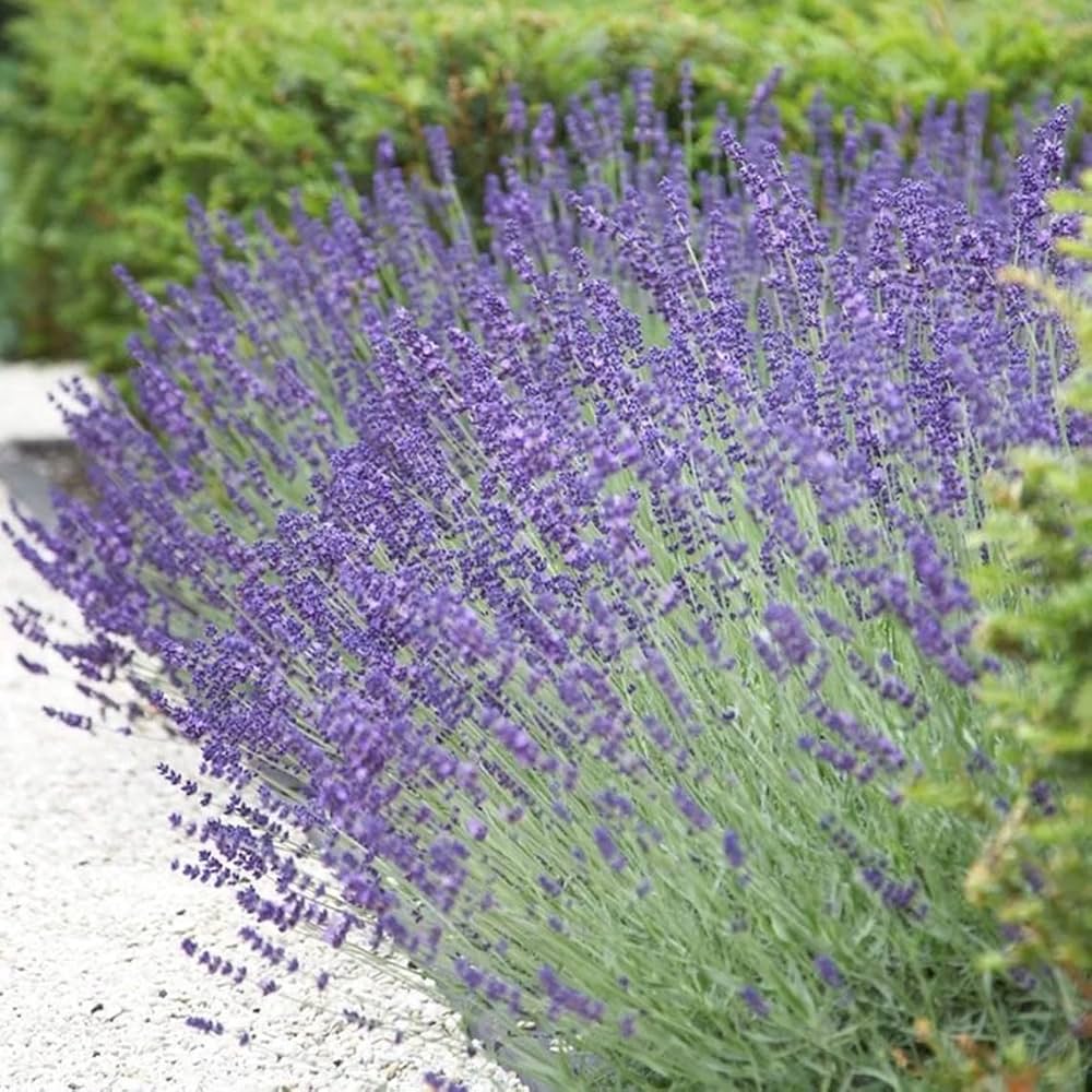 lavender lavendula flower seeds