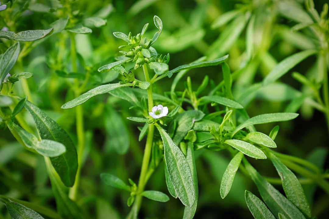 Herb Summer herb seeds