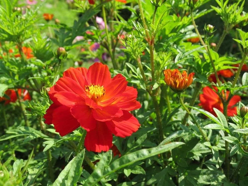 cosmos sulphureus flower seeds