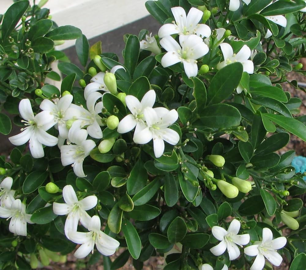jasmine jasminum flower seeds