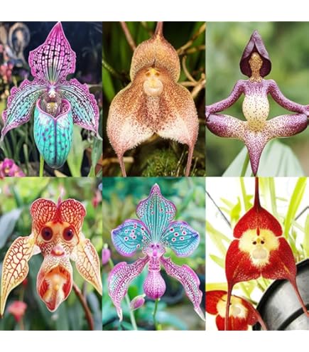 Mixed Naked Man Orchid Flower Seeds – Heirloom, Non-GMO, High Germination Seeds