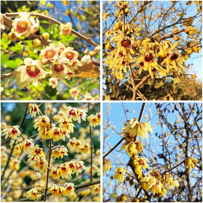 chimonanthus praecox flower seeds