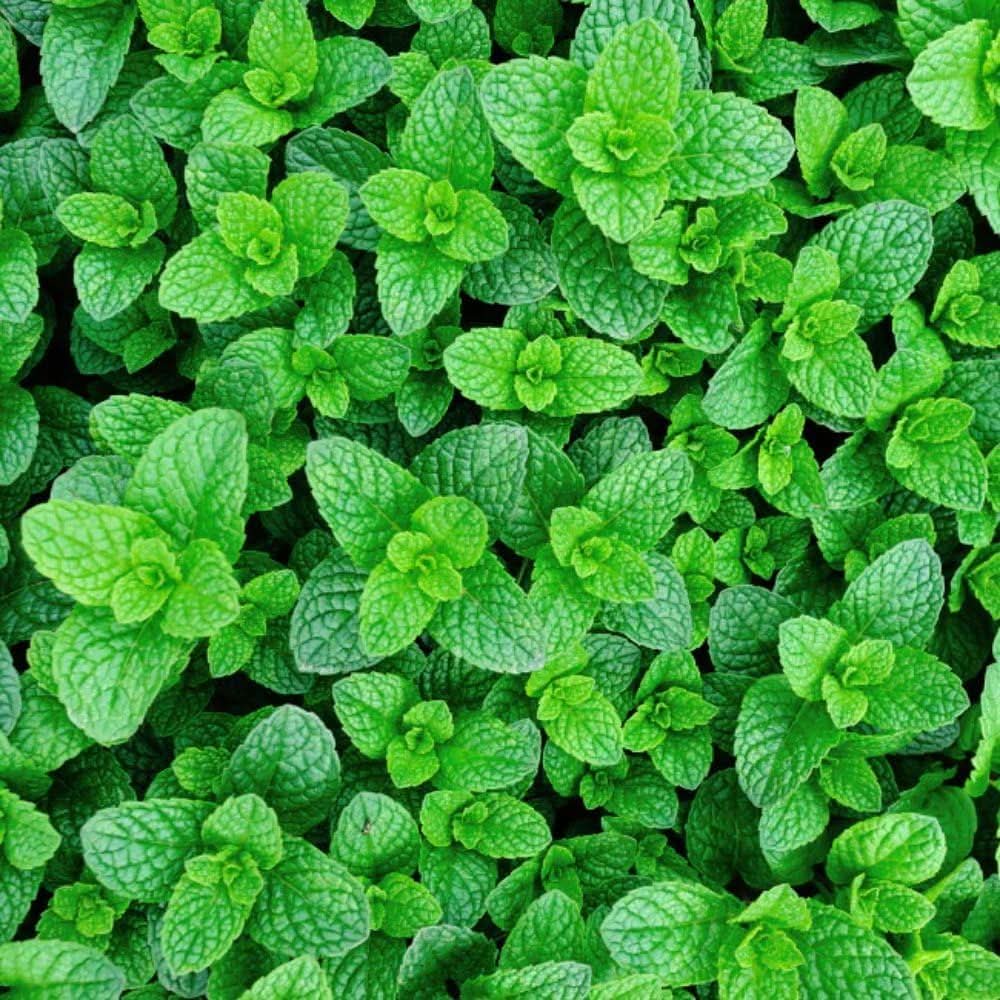 Green Mint herb seeds