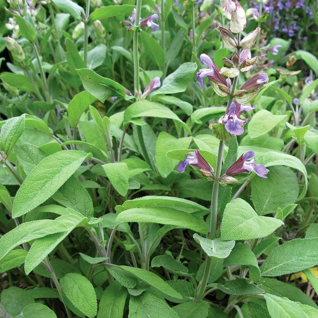 Herbs Sage herb seeds