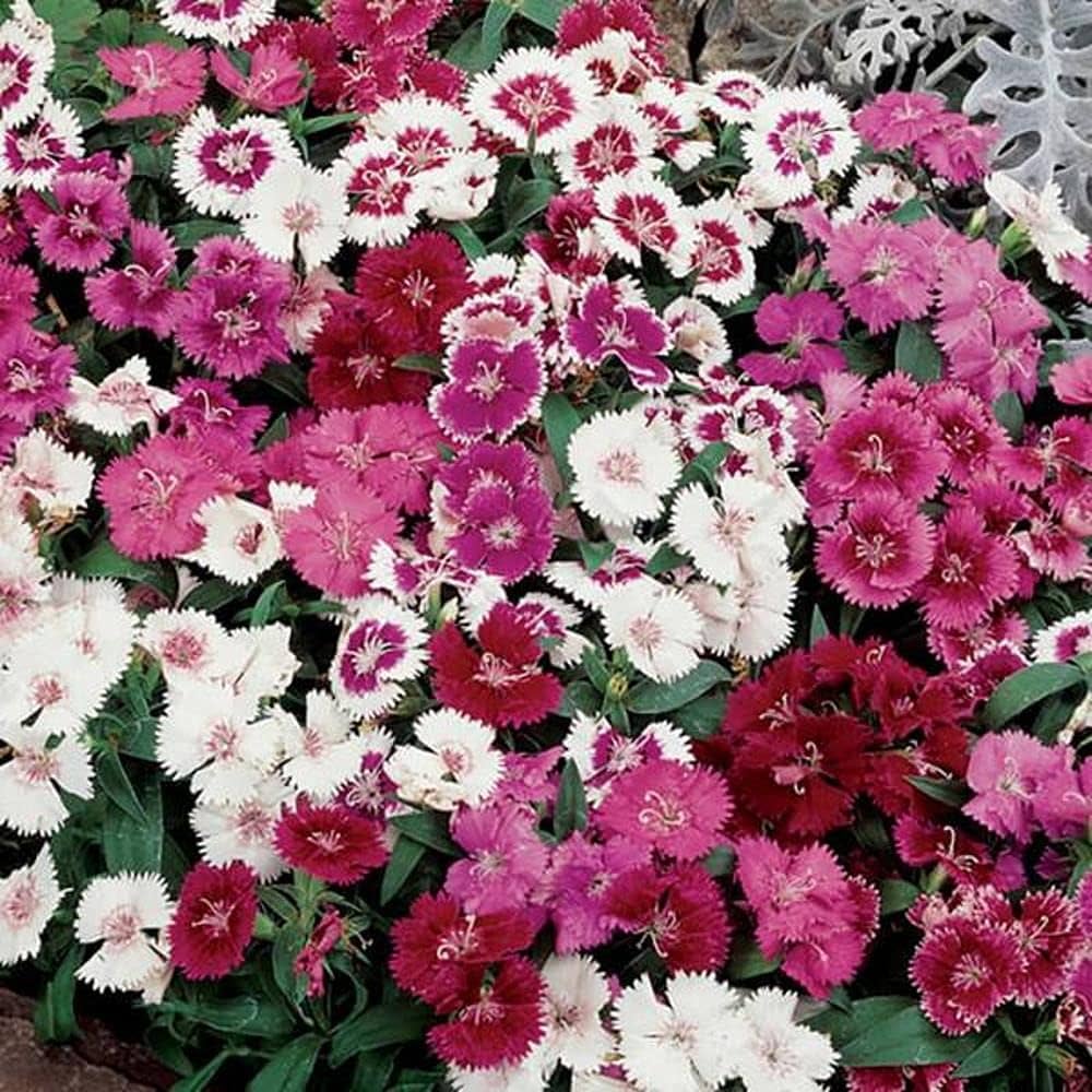 red desert flower seeds