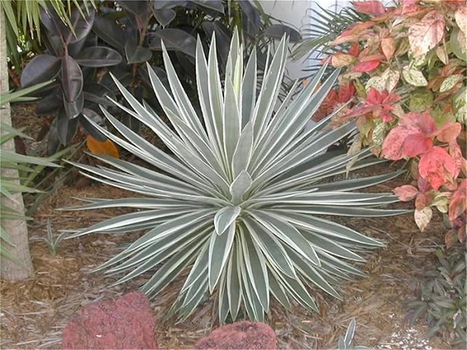 Agave Agave herb seeds