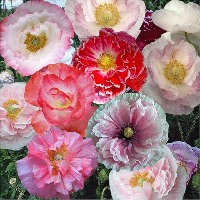 mixed poppy flower seeds