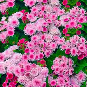 floss flower flower seeds